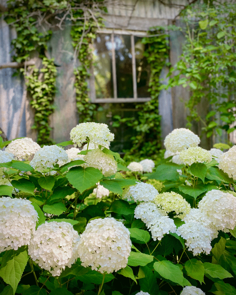 Hydrangeas by the tool shed | Photo by Lucy Mercer/A Cook and Her Books
