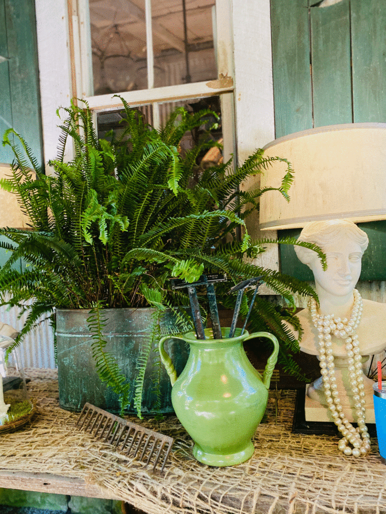 Ferns in container | Photo by Lucy Mercer/A Cook and Her Books