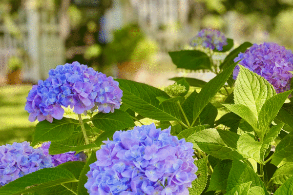 Hydrangeas | Photo by Lucy Mercer/A Cook and Her Books