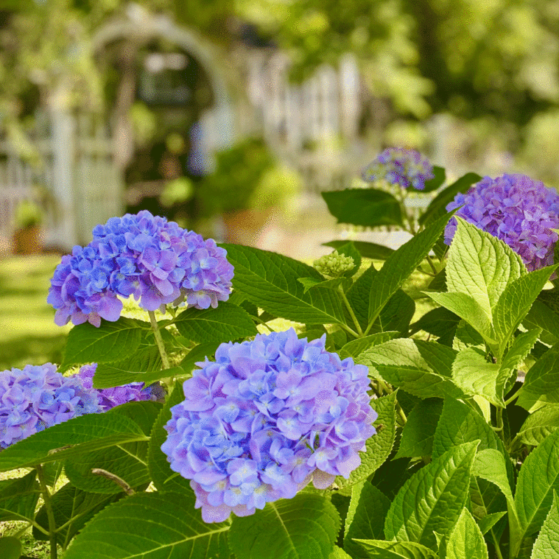 Hydrangeas in a garden