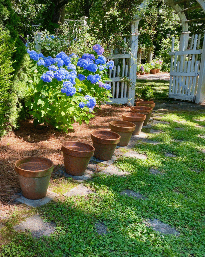 Hydrangeas in the garden | Photo by Lucy Mercer/A Cook and Her Books