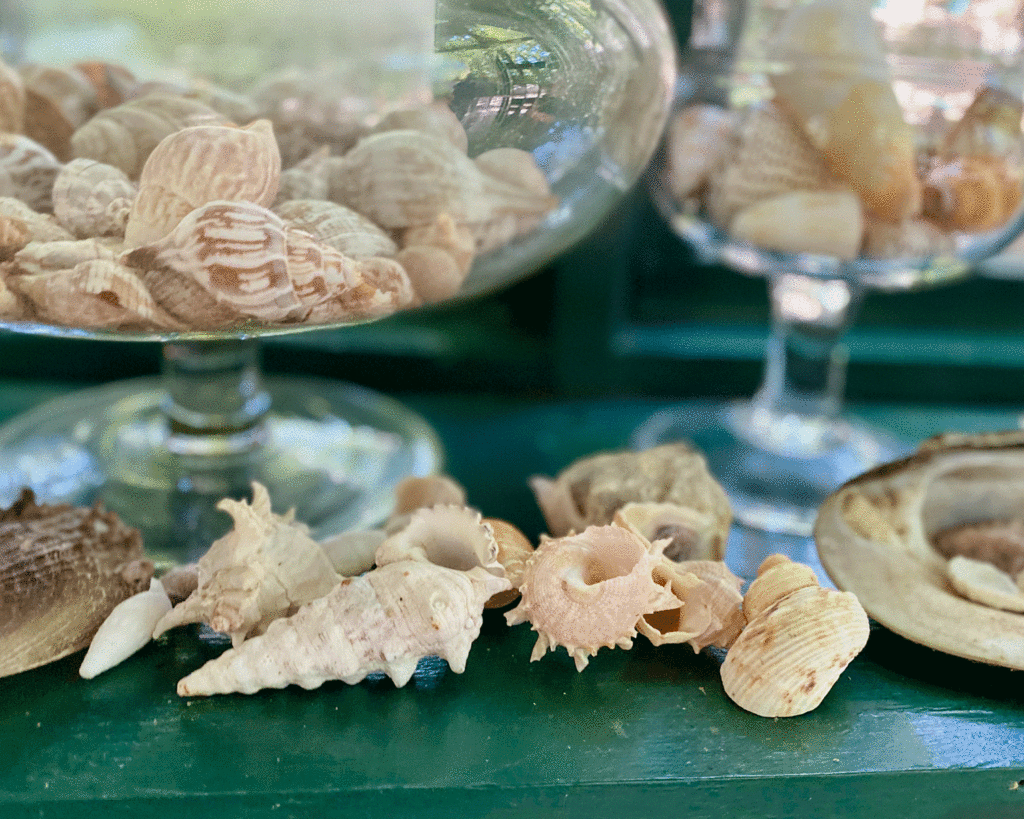Seashells in glass | Photo by Lucy Mercer/A Cook and Her Books