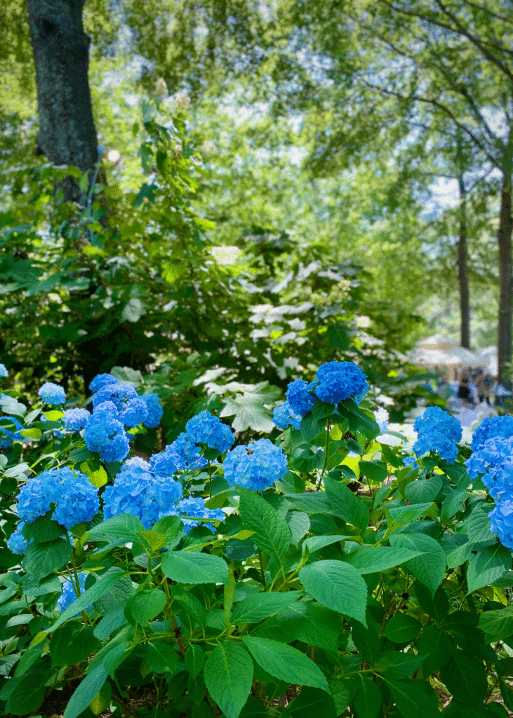 Hydrangeas in the garden | Photo by Lucy Mercer/A Cook and Her Books