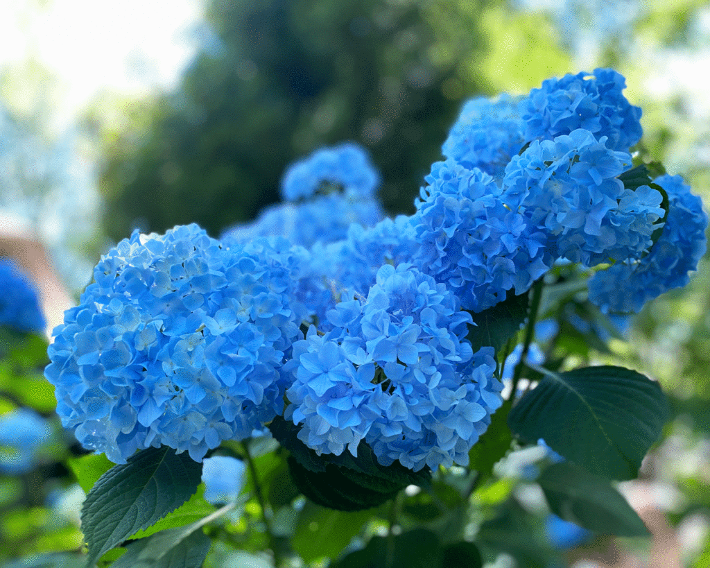 Blue hydrangeas in the garden | Photo by Lucy Mercer/A Cook and Her Books