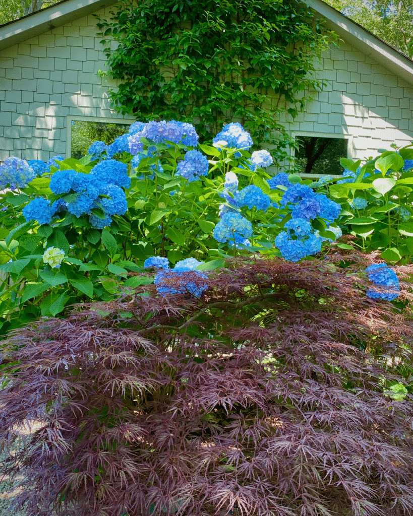 Hydrangeas and Japanese maples | Photo by Lucy Mercer/A Cook and Her Books