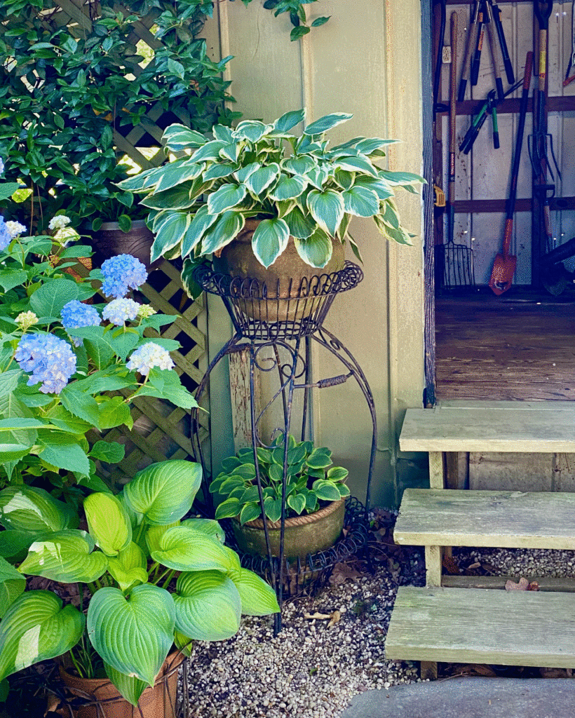 Hostas and hydrangeas | Photo by Lucy Mercer/A Cook and Her Books