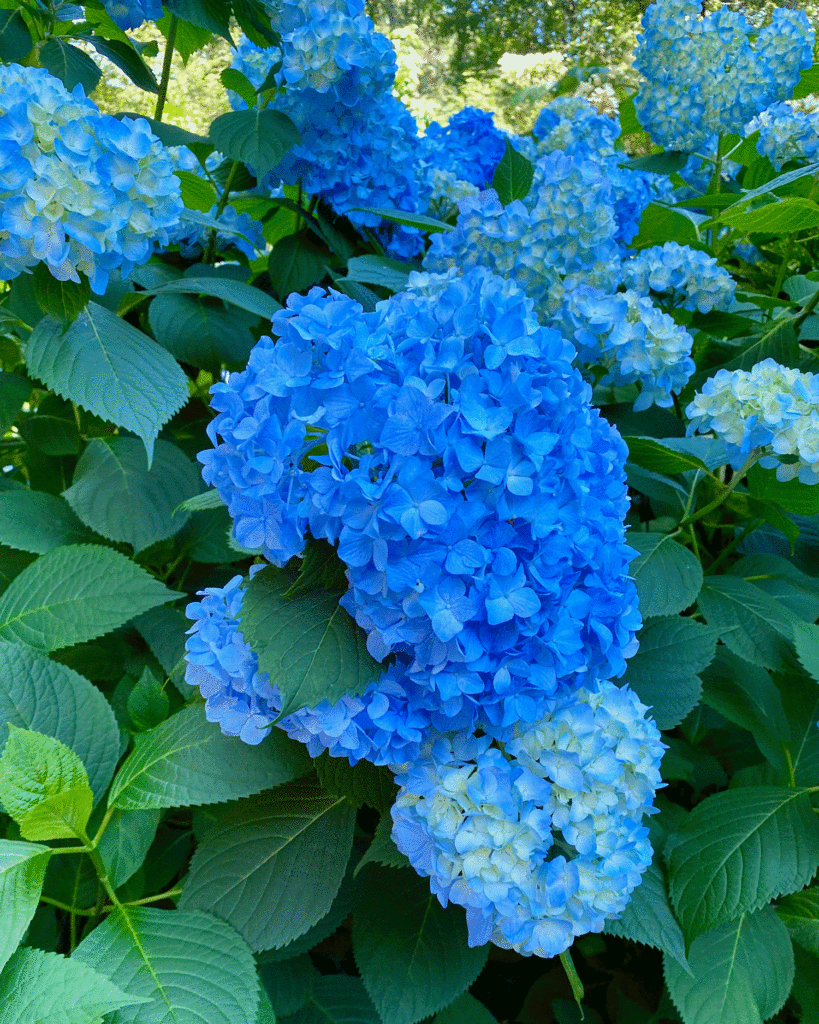 Blue hydrangeas in a garden