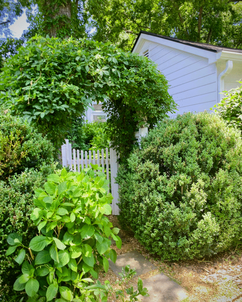 Shrubs next to the house | Photo by Lucy Mercer/A Cook and Her Books