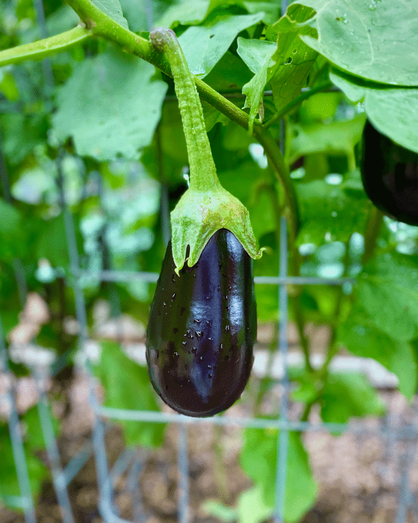 Eggplant in the garden | Photo by Lucy Mercer/A Cook and Her Books