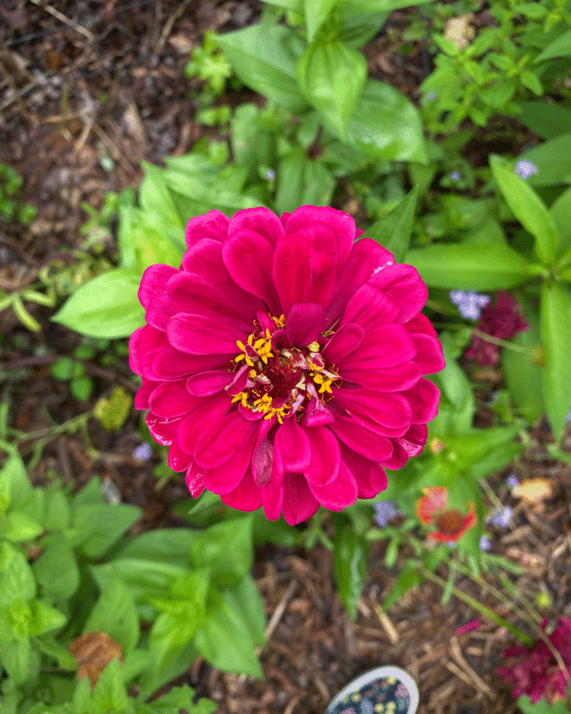 Pink zinnia in the garden | Photo by Lucy Mercer/A Cook and Her Books