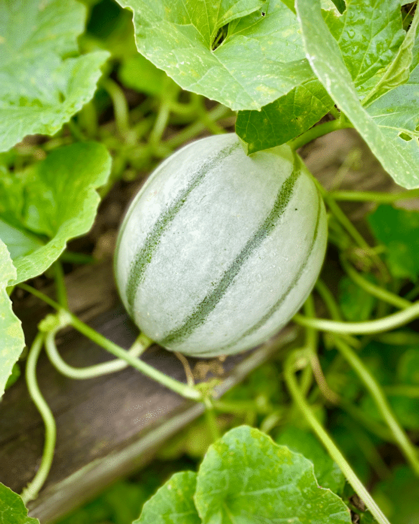 Melon in the garden | Photo by Lucy Mercer/A Cook and Her Books