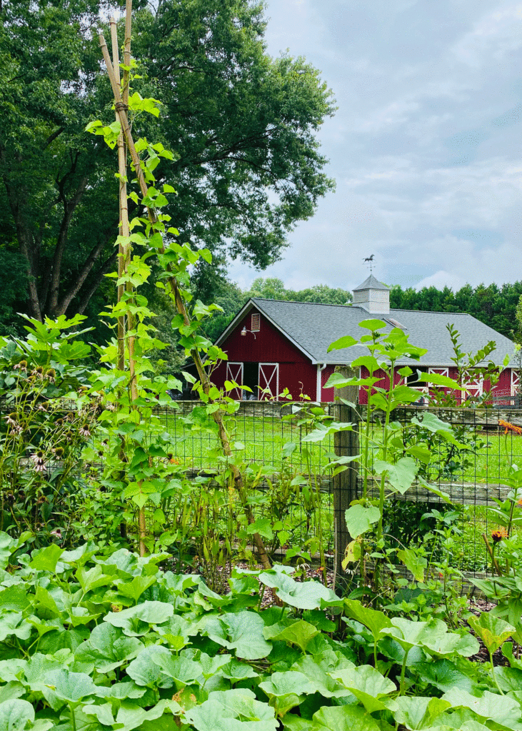 View of the GardenFarm | Photo by Lucy Mercer/A Cook and Her Books