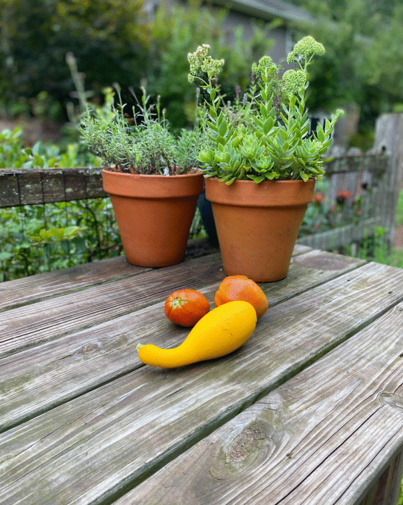 Squash and terra cotta pots on a potting bench | Photo by Lucy Mercer/A Cook and Her Books