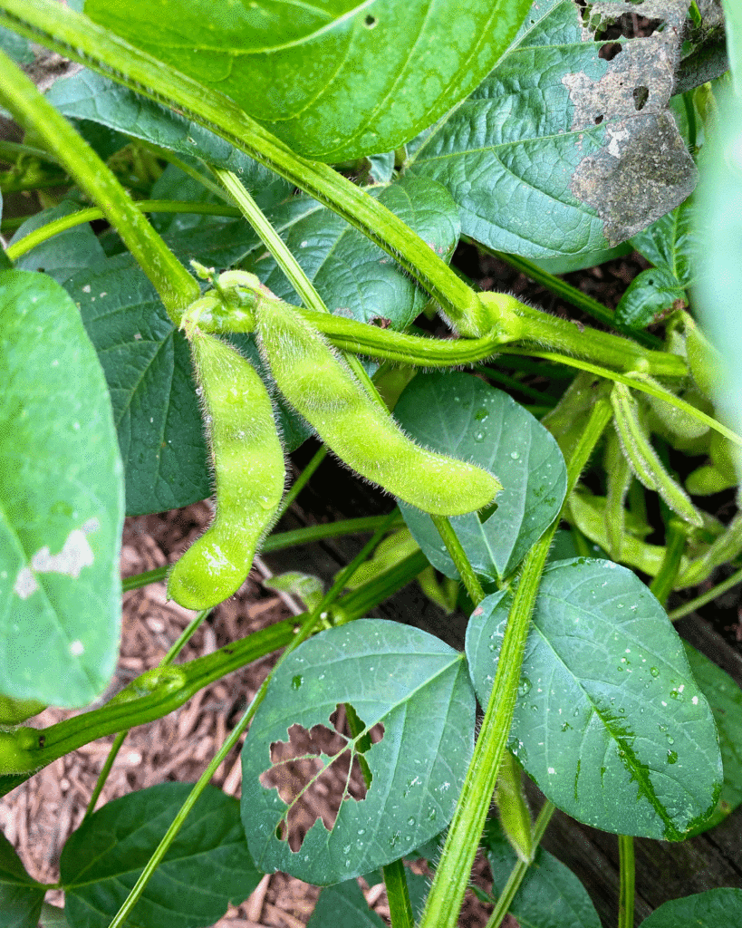 Edamame pods in the garden | Photo by Lucy Mercer/A Cook and Her Books