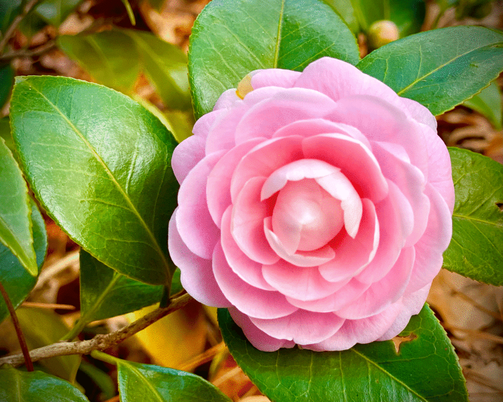 Pink camellia in the garden | Photo by Lucy Mercer/A Cook and Her Books