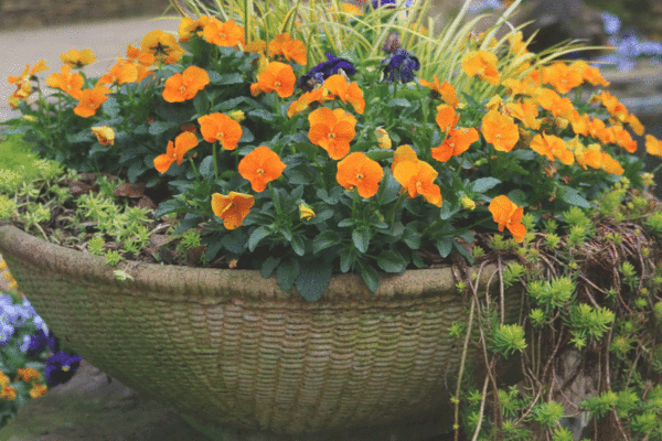 Orange pansies in a fall flower planter