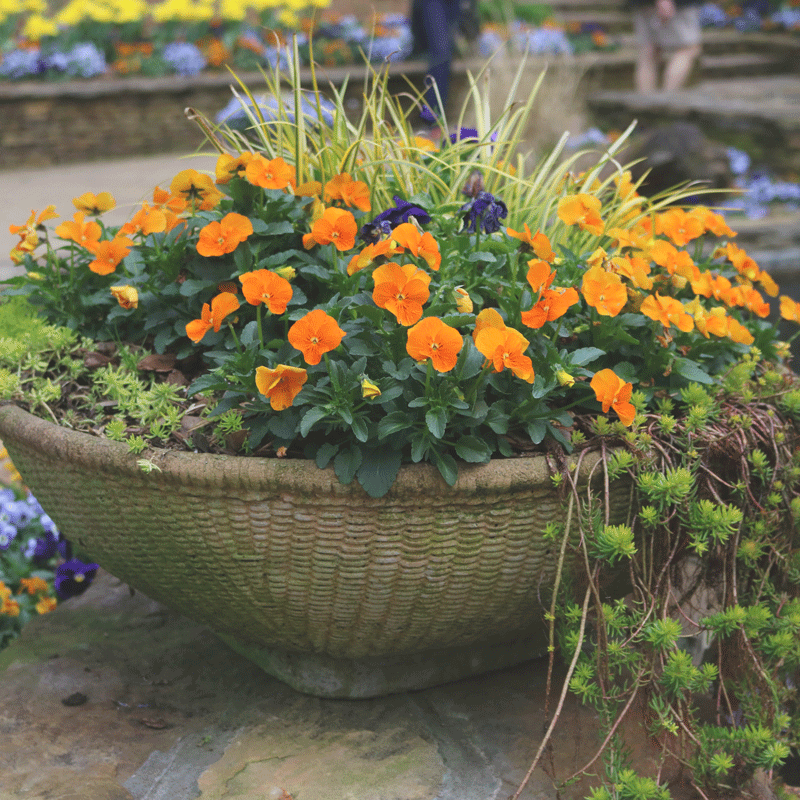 Orange pansies in a fall flower planter