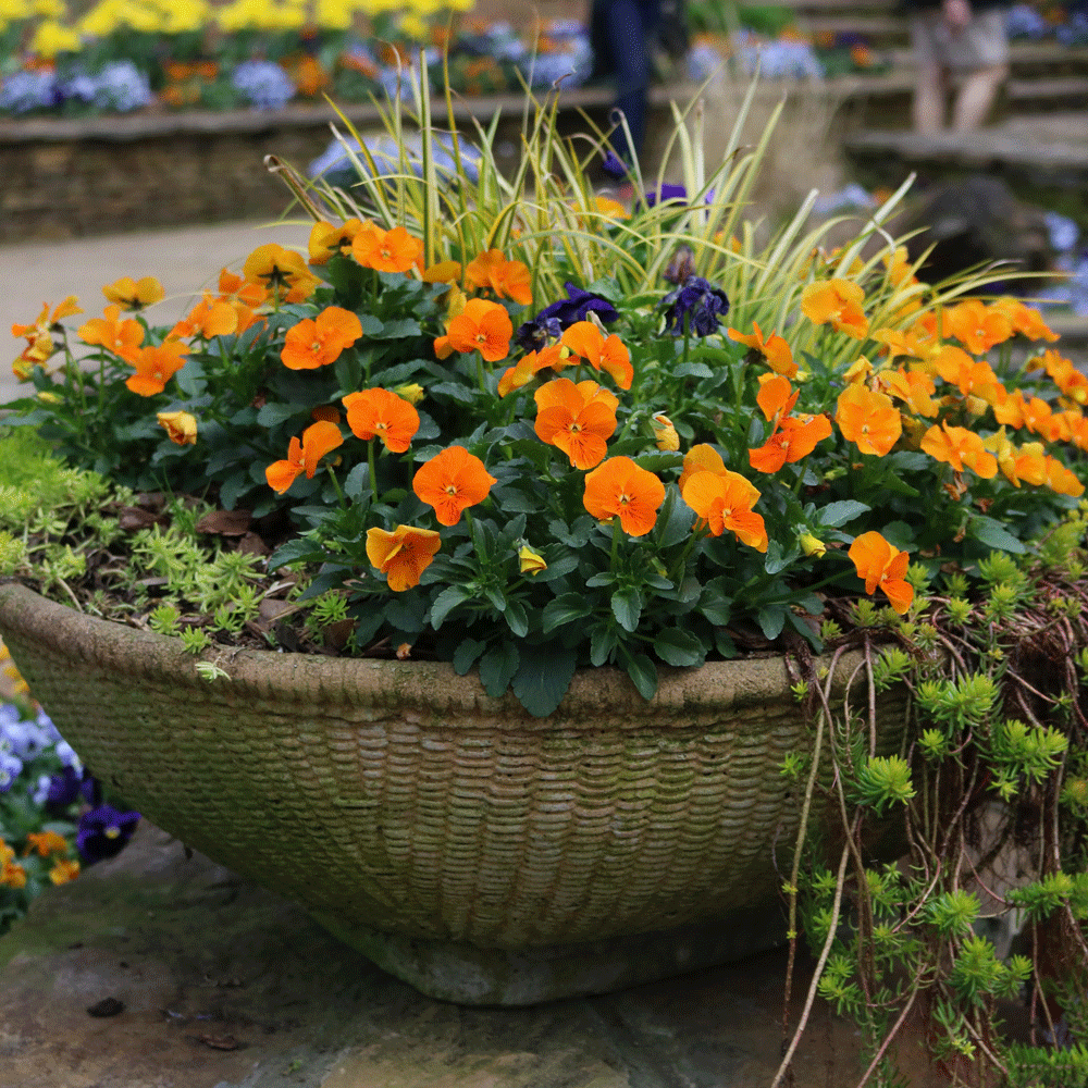 Orange pansies in a planter | Photo by Lucy Mercer/A Cook and Her Books