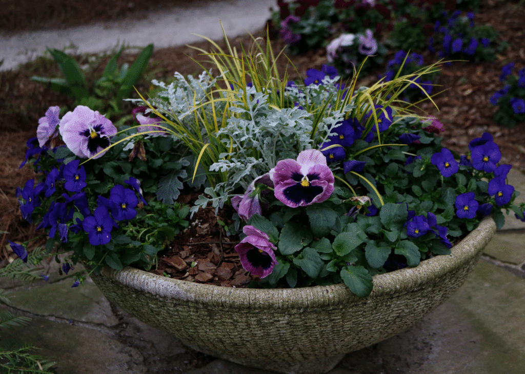 Pansies in a fall garden container | Photo by Lucy Mercer/A Cook and Her Books
