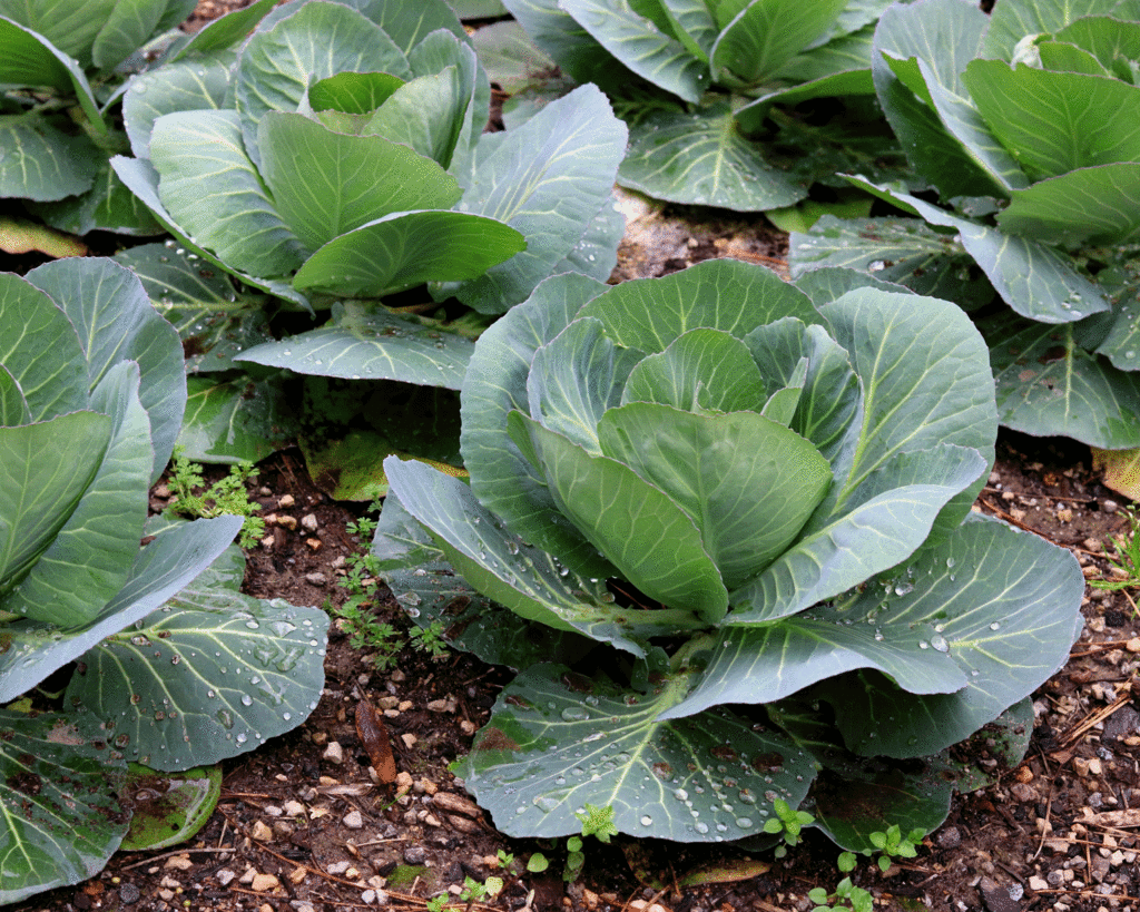 Cabbage in a garden | Photo by Lucy Mercer/A Cook and Her Books