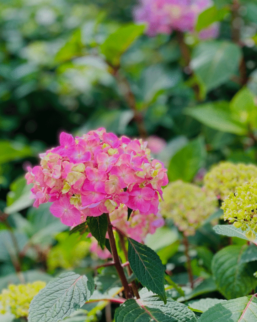 Pink hydrangea in the garden | Photo by Lucy Mercer/A Cook and Her Books