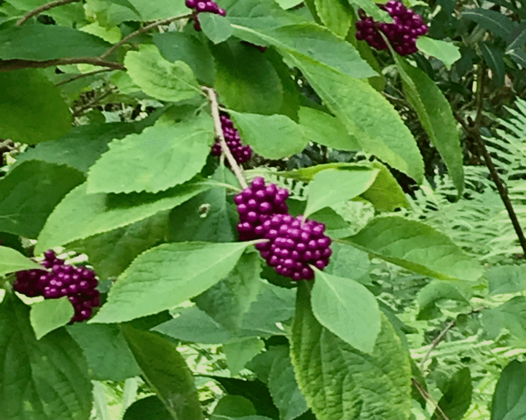 American Beautyberry (callicarpa) in the garden | Photo by Lucy Mercer/A Cook and Her Books