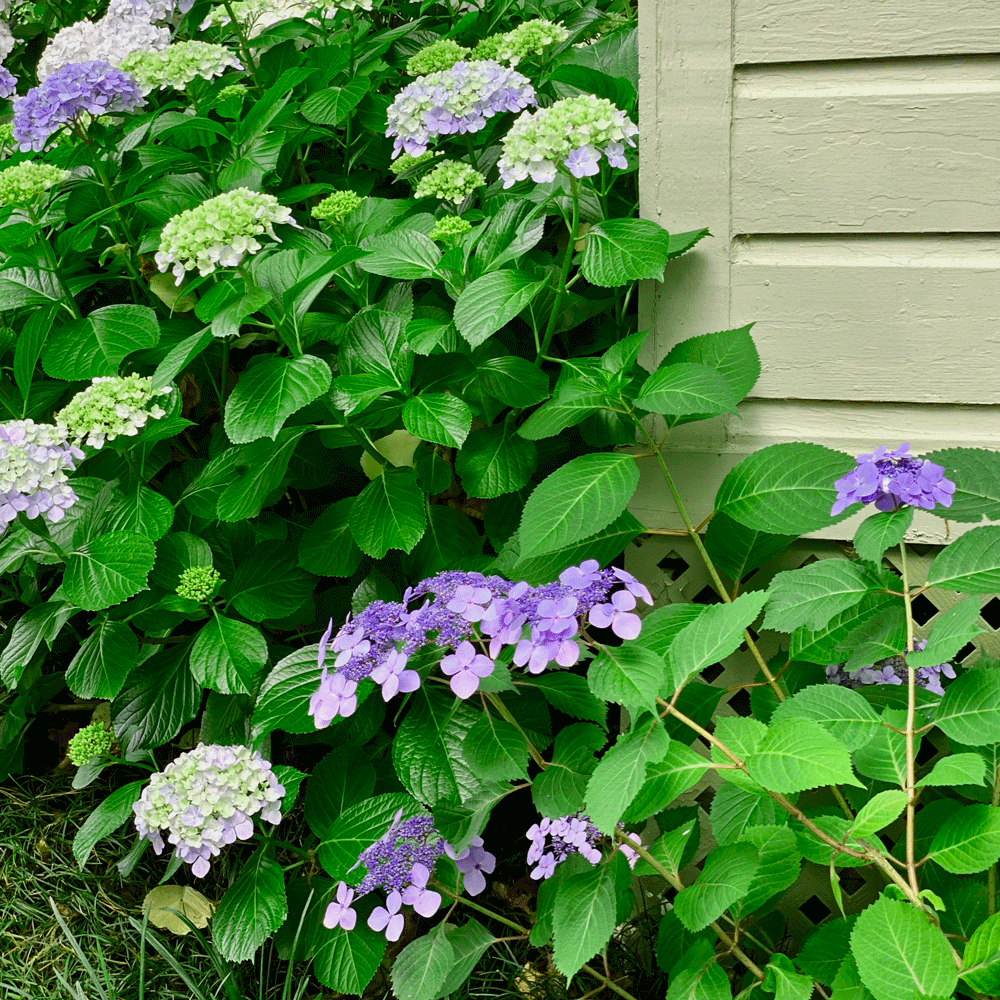 Hydrangeas in a garden | Photo by Lucy Mercer/A Cook and Her Books