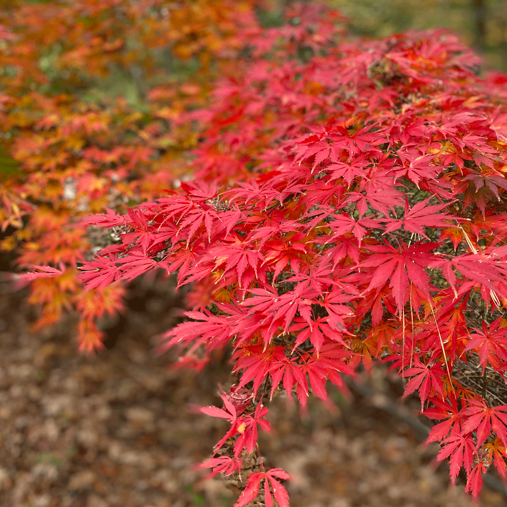 Red maple leaves | Photo by Lucy Mercer/A Cook and Her Books