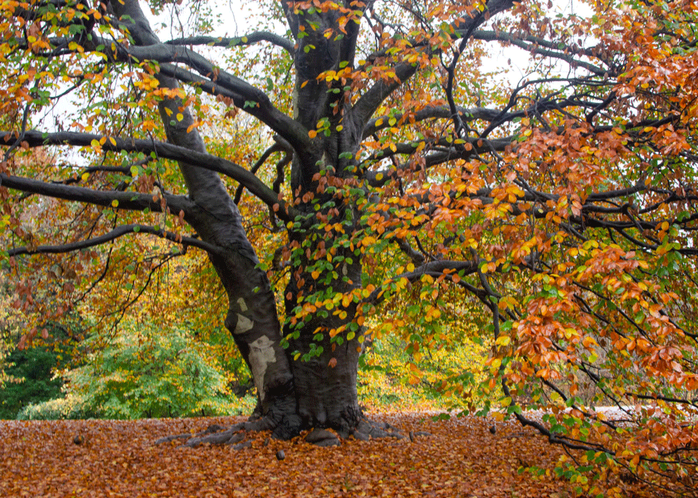 Beech tree at Wave Hill | Photo from Wave Hill