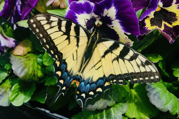 Eastern Tiger Swallowtail butterfly on a purple pansy flower