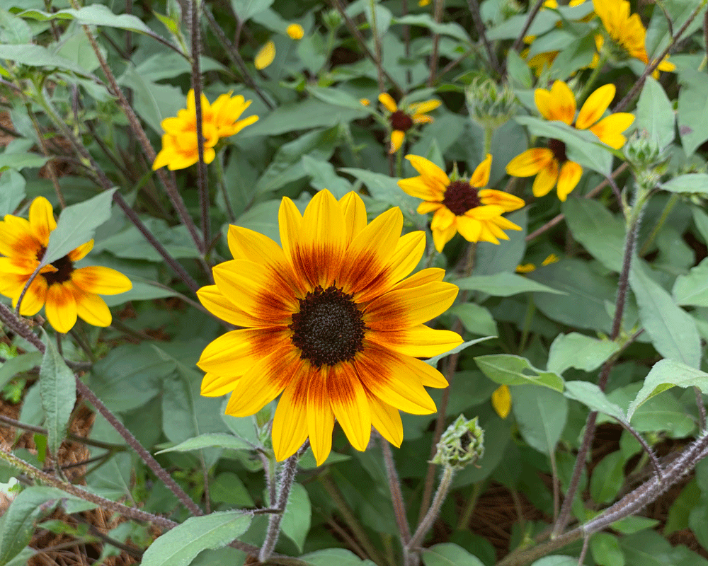 Sunflower in a garden.