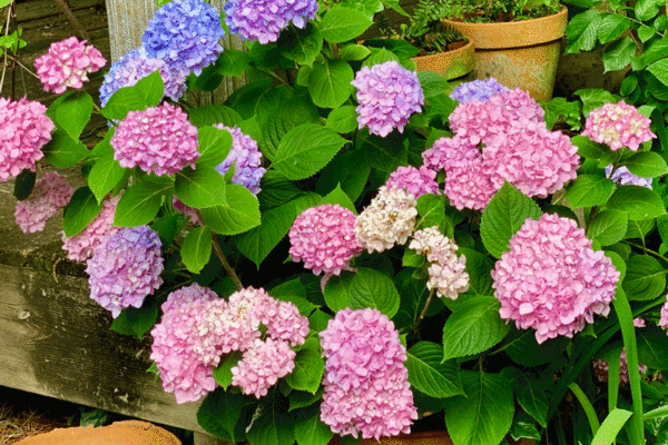 Pink and blue hydrangeas in a terra cotta pot in a garden
