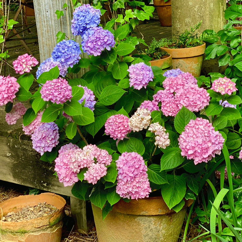 Pink and blue hydrangeas in a terra cotta pot in a garden
