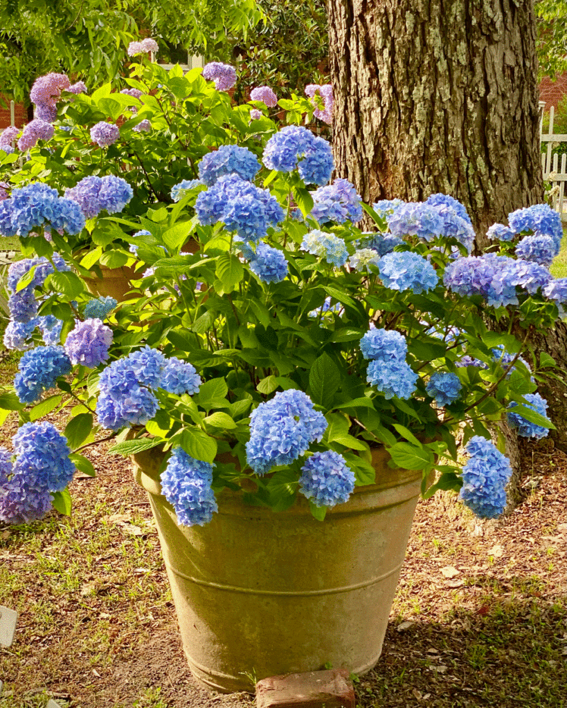 Blue hydrangeas in a terra cotta planter
