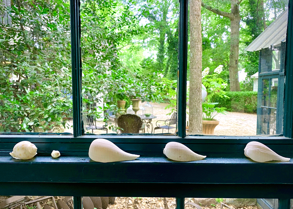 Seashells on a window ledge