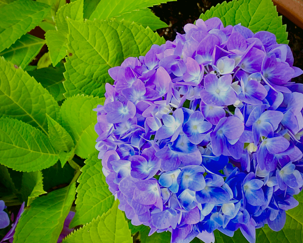 Purple hydrangea in the garden