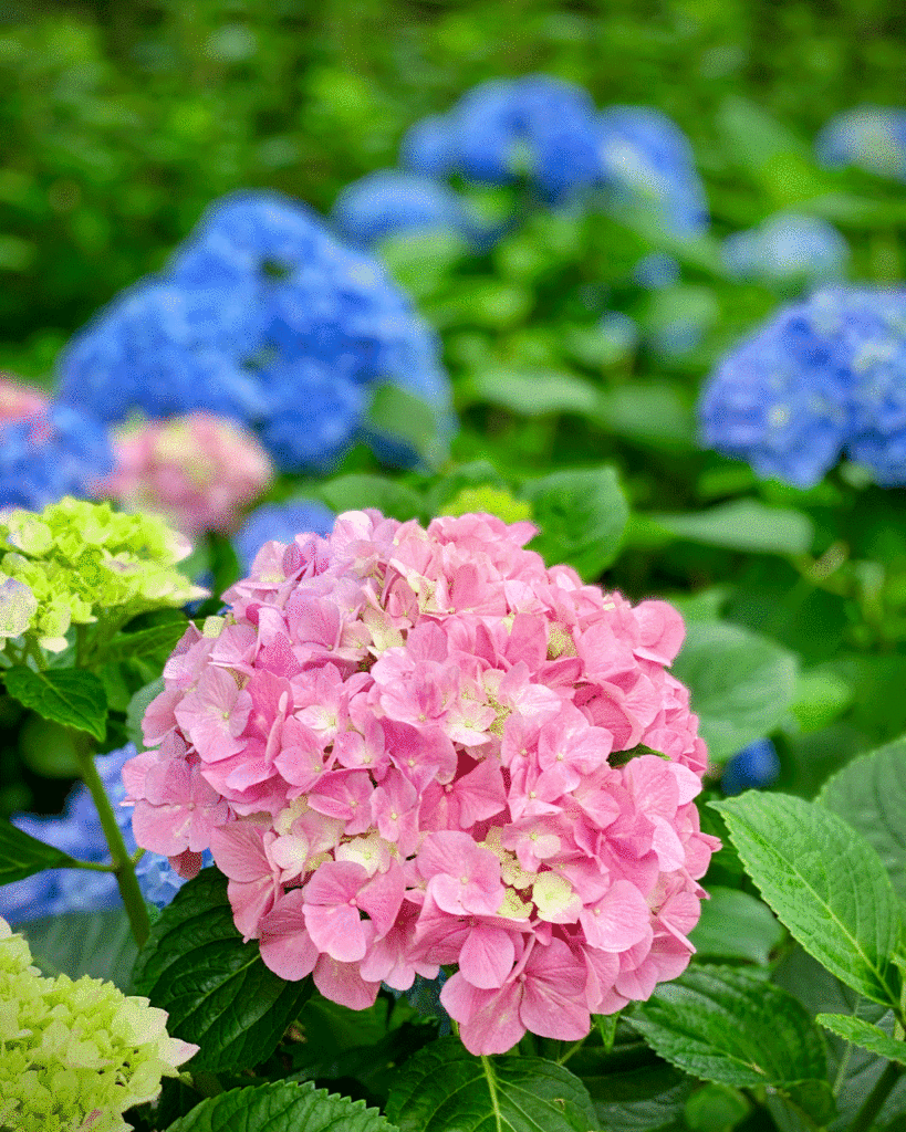 Pink and blue hydrangeas in the garden