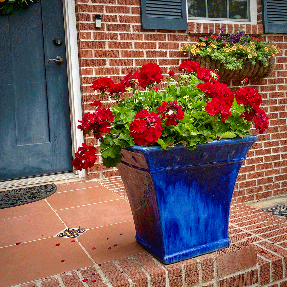 Red geraniums in blue ceramic planter on a porch