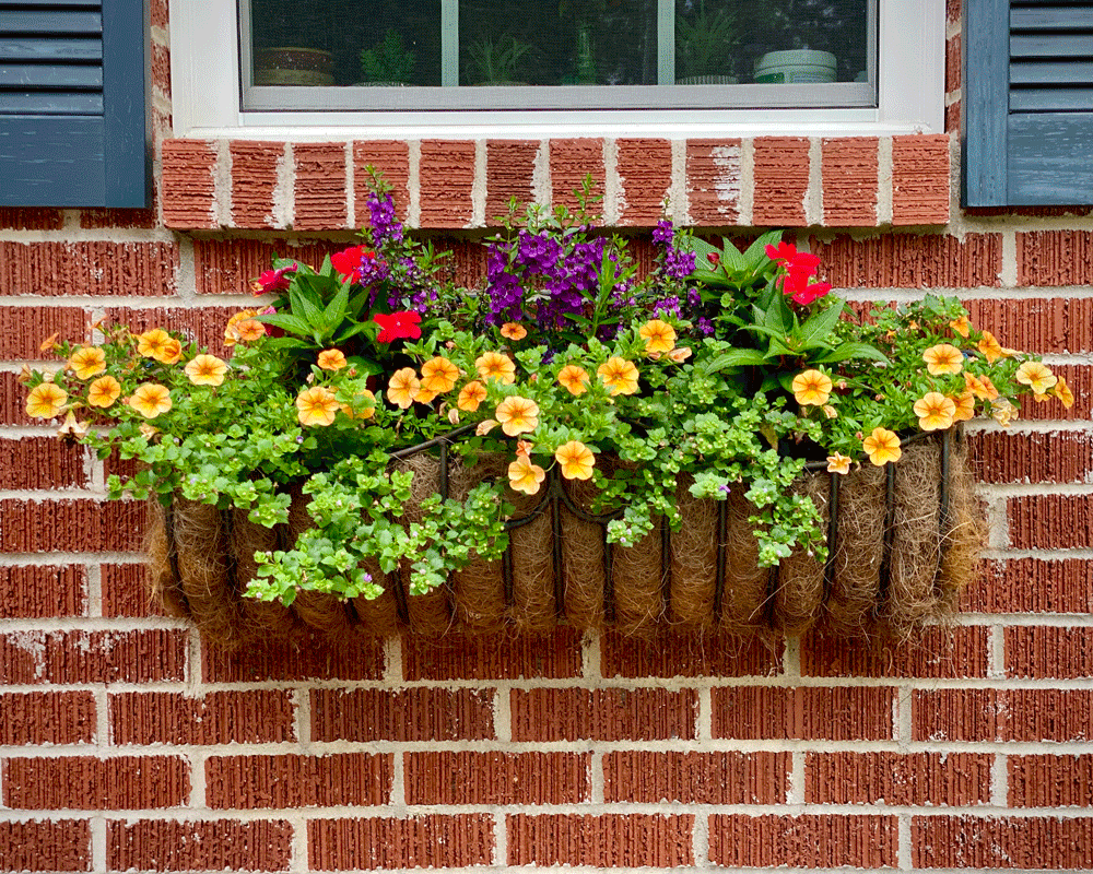 Window box filled with red and yellow flowers 