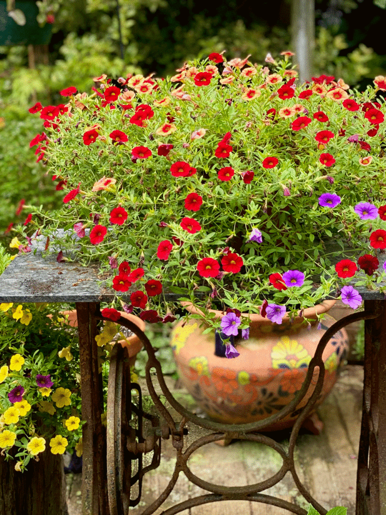 Red flowers in a terra cotta planter in a garden