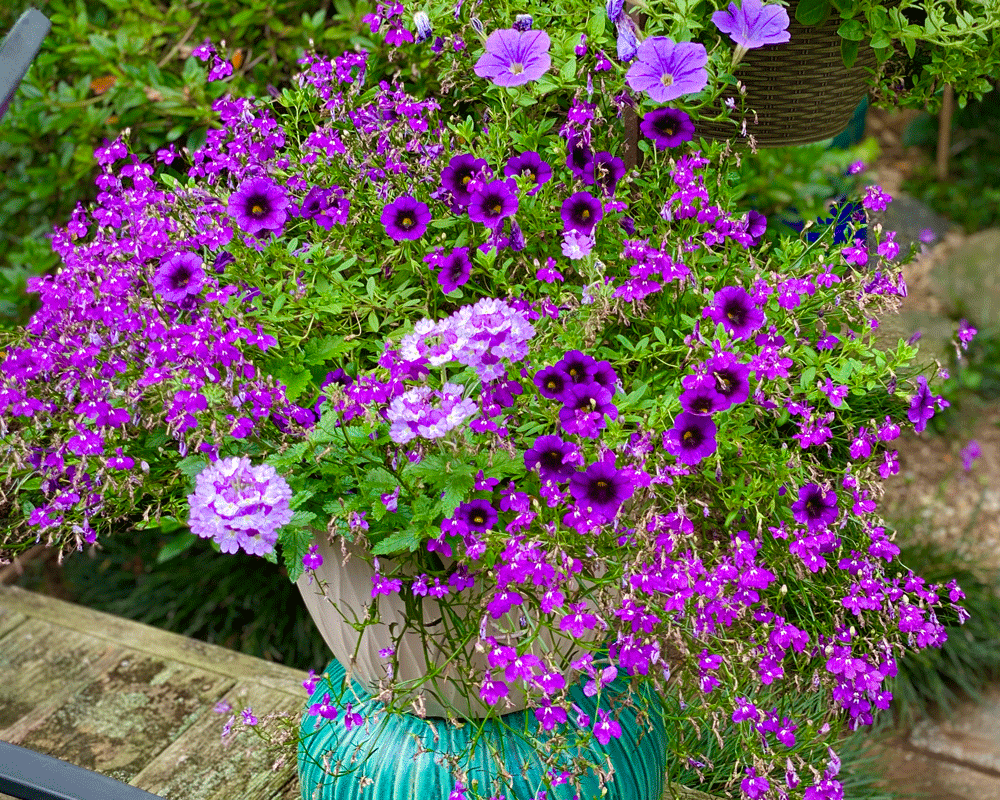 Purple calibrachoa and verbena in a planter