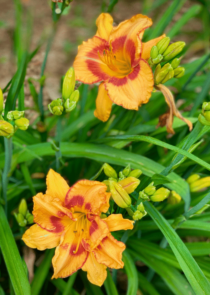 Yellow daylilies with orange centers.