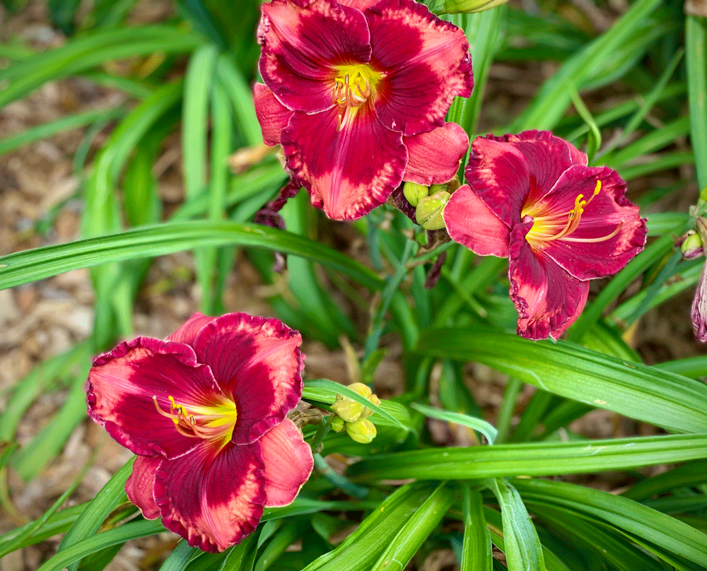 Red daylily bloom with pink edges