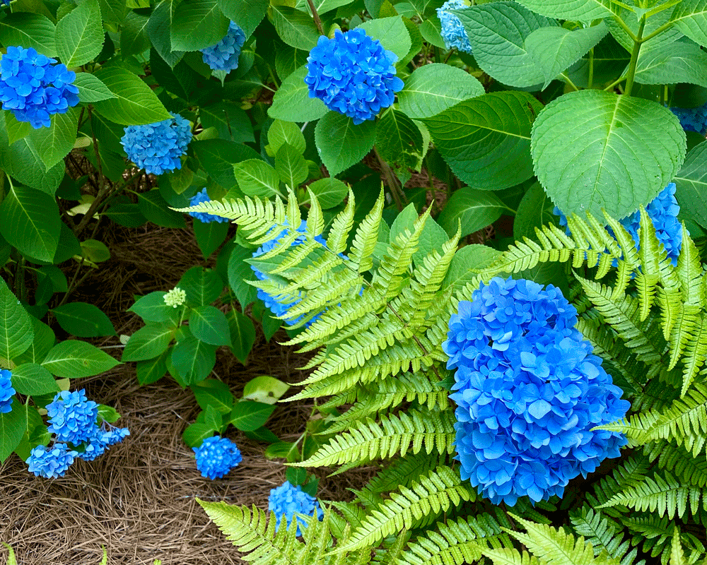 Ferns and blue hydrangeas in a garden