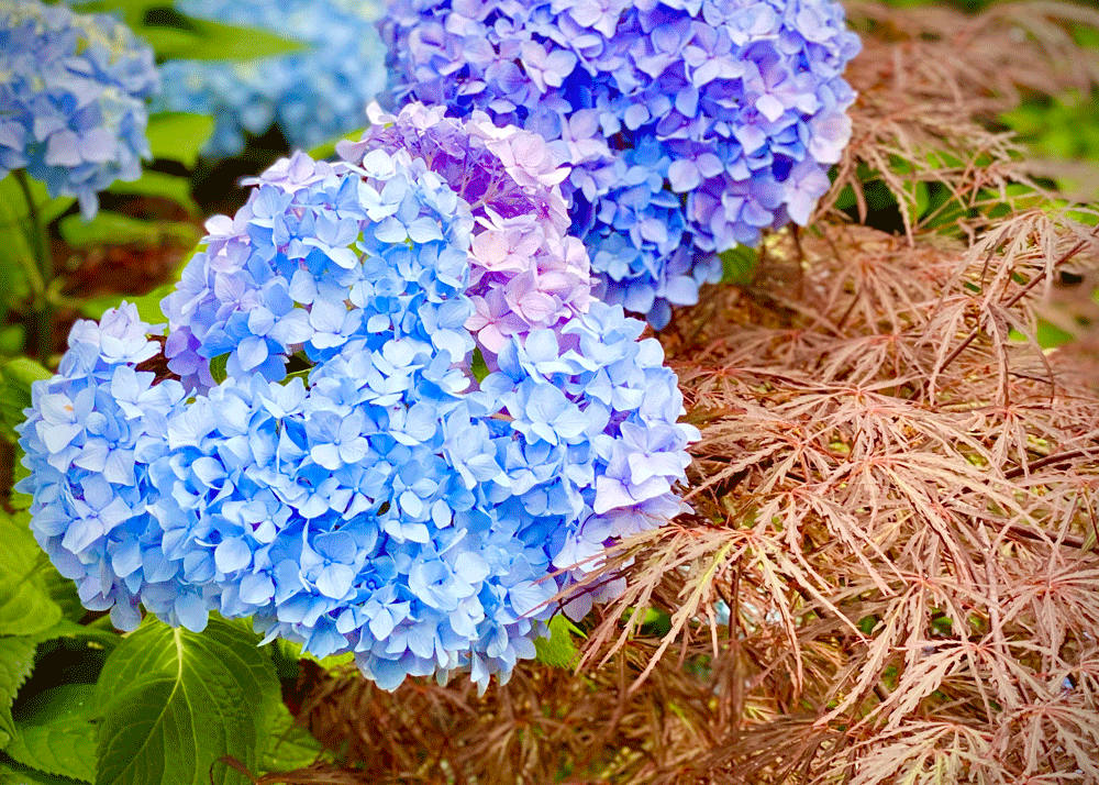 Blue hydrangeas and red feather leaf maple