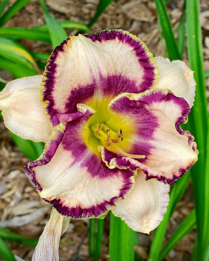 Cream daylily with purple edges