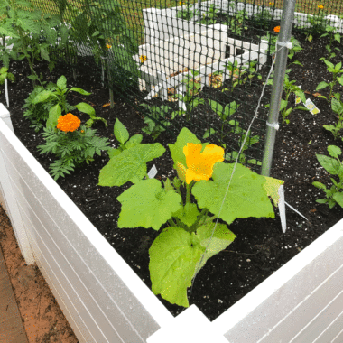 Yellow squash blossoming in a raised garden bed.