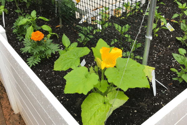 Yellow squash blossoming in a raised garden bed.