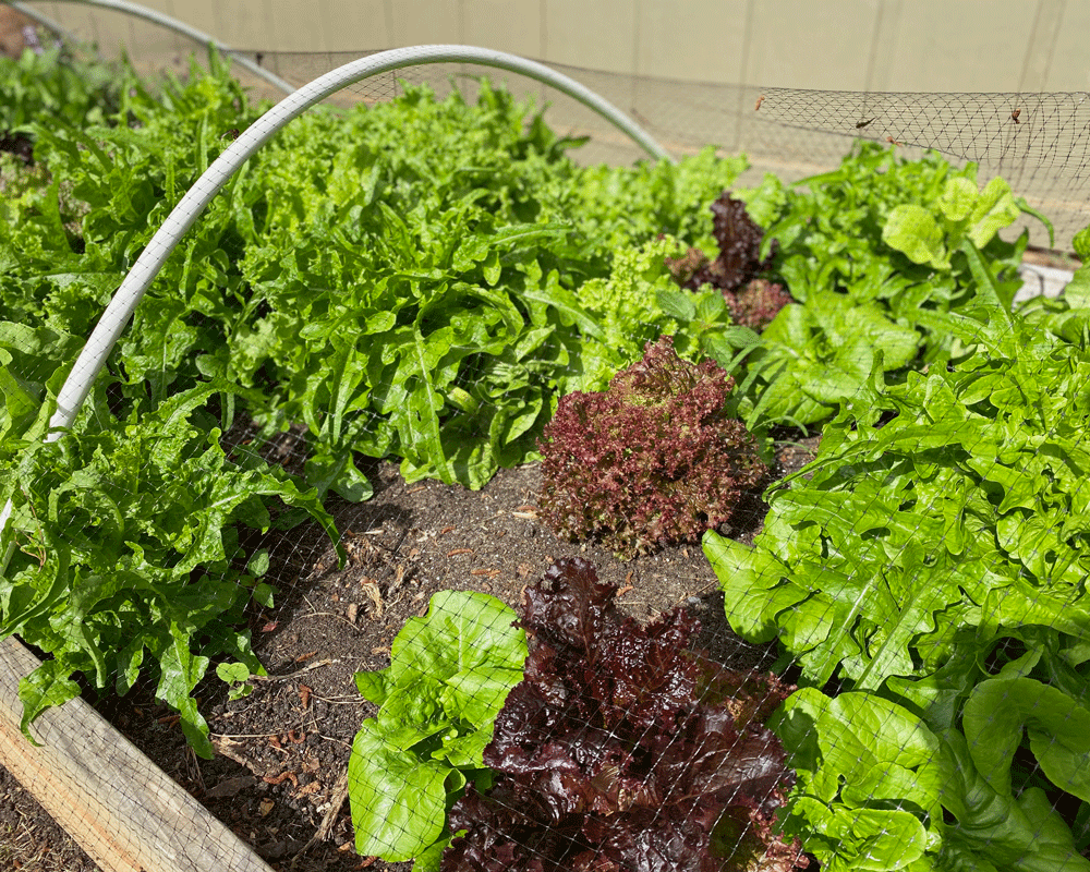 Lettuce growing in raised bed with hoops for row cover