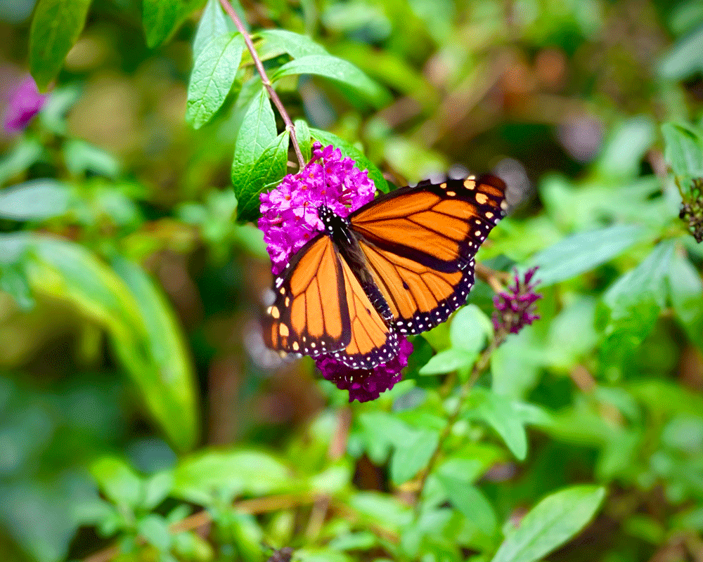 Monarch butterfly on buddleia (butterfly bush).